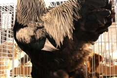 Grote-Brahma-meerzomig-zilverpatrijs-haan-clubshow-2013