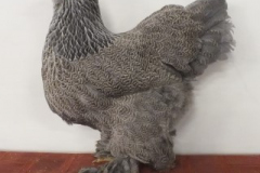 Grote-Brahma-meerzomig-blauwzilverpatrijs-hen-clubshow-2018