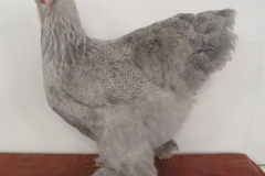 Grote-Brahma-meerzomig-parelgrijszilverpatrijs-hen-clubshow-2018