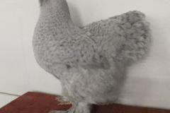 Grote-Brahma-parelgrijskoekoek-hen-clubshow-2018