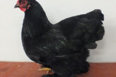 Kriel-Brahma-zwart-hen-clubshow-2018