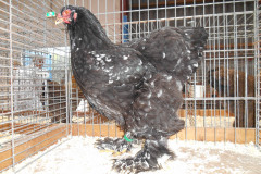 Brahma foto's jongdierendag 2013