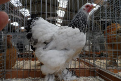 Foto's jongdierendag 2015
