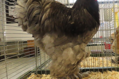 Grote-Brahma-blauw-haan-jongdierendag-2021