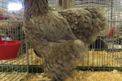 Grote-Brahma-blauw-hen-jongdierendag-2021