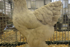 Grote-Brahma-parelgrijs-hen-jongdierendag-2021