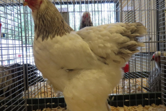 Grote-Brahma-wit-blauwcolumbia-hen-jongdierendag-2021