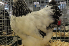 Kriel-Brahma-wit-zwartcolumbia-hen-jongdierendag-2021