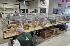 Foto jongdierendag Brahma Club 2024