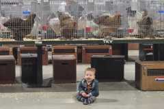 Foto jongdierendag Brahma Club 2024