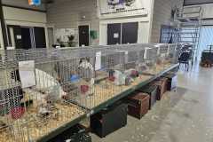 Foto jongdierendag Brahma Club 2024