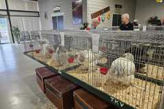 Foto jongdierendag Brahma Club 2024