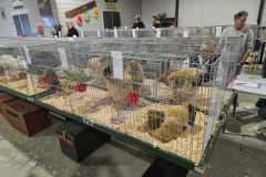 Foto jongdierendag Brahma Club 2024