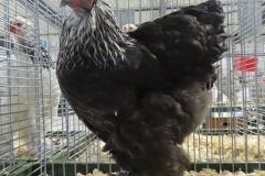 Berken-96-IMG_3262-SV-22
