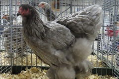 Blauw-94-IMG_3379-WG-69
