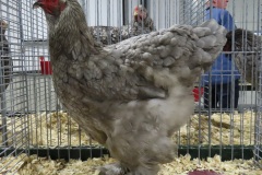 Blauwberken-V-93-IMG_3419-SV-74