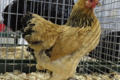 Buff-Zwartcolumbia-V-94-IMG_3218-PS-89