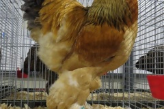 Buff-blauw-columbia-94-IMG_3334-SV-46