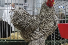 Koekoek-M-94-IMG_3222-JB-90
