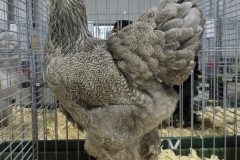 Meerzomig-Blauwzilverpatrijs-V-93-IMG_3427-Mla-77