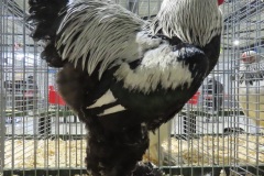 Meerzomig-Zilverpatrijs-IMG_3244-MLac-14