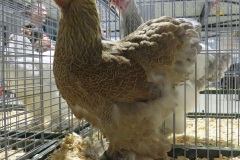 Meerzomig-blauwpatrijs-95-IMG_3237-12-of-13
