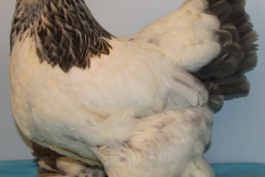 Noordshow-2015-H.M-kooi-3748