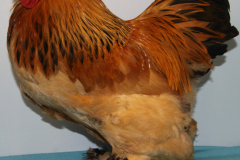Noordshow-2015-H.M-kooi-3751A