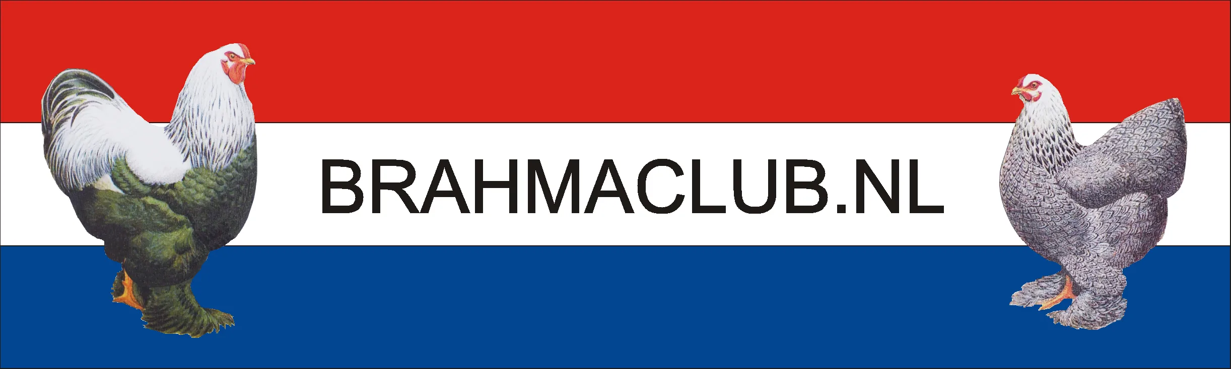 Meerzomig isabelpatrijs - Brahma club Nederland