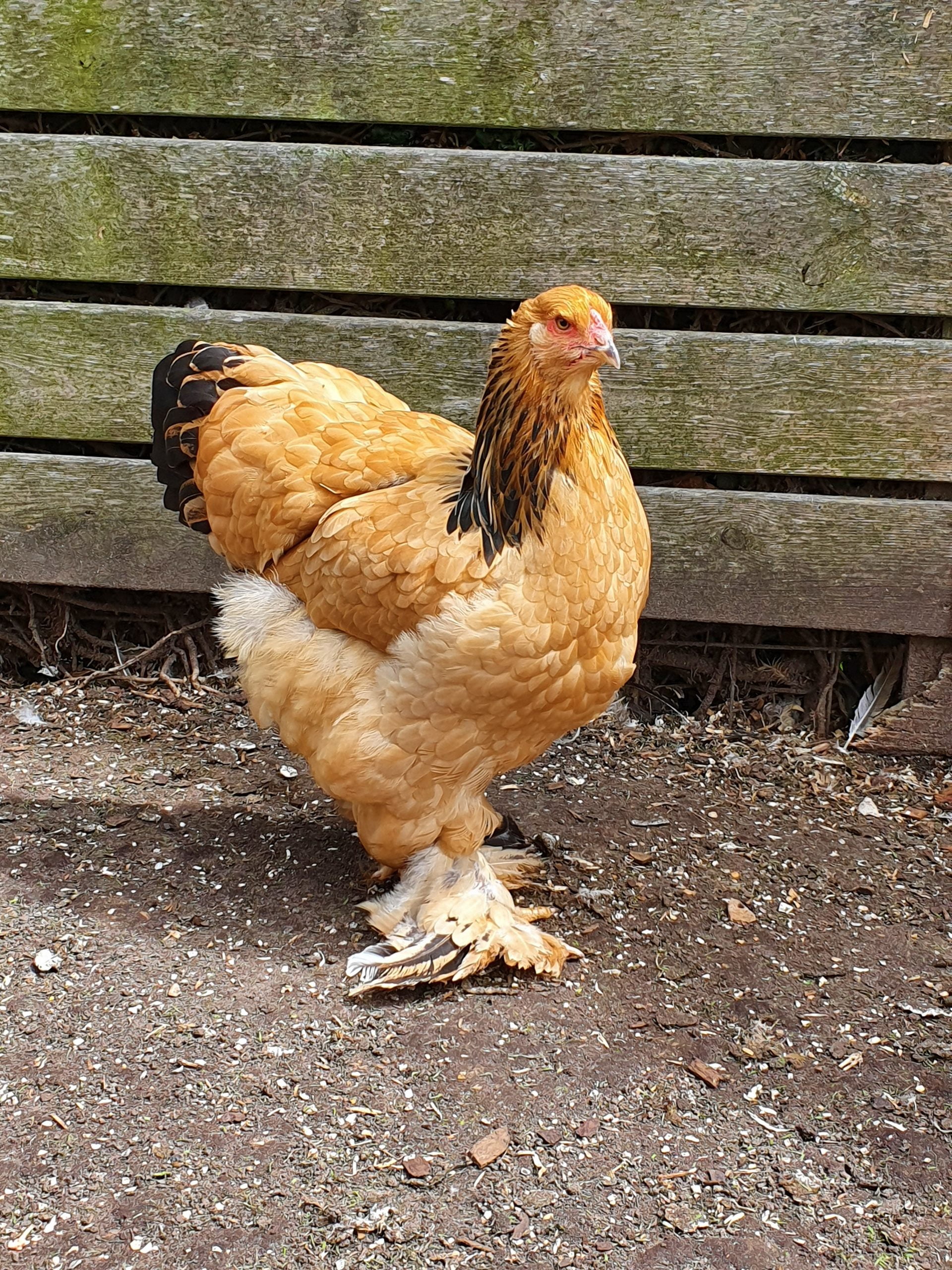 BLOG Brahma buff zwartcolumbia hen