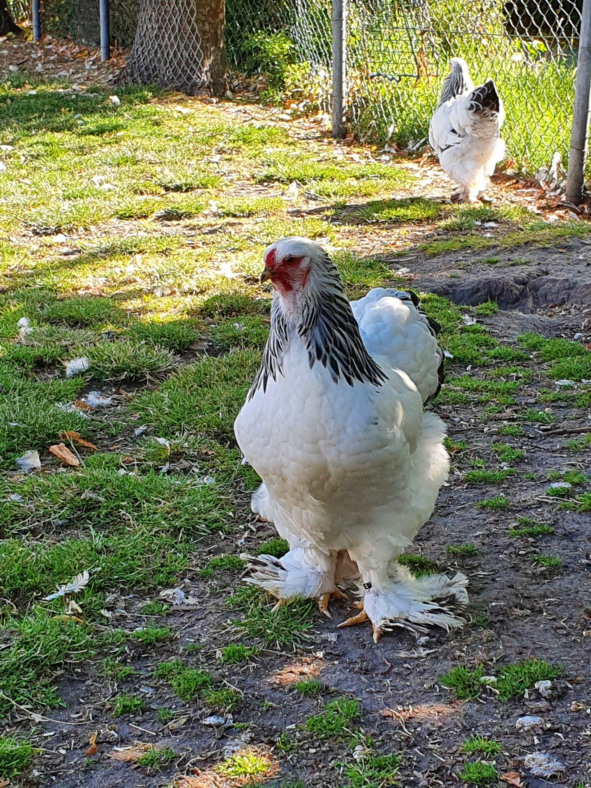 BLOG Brahma wit zwartcolumbia hen