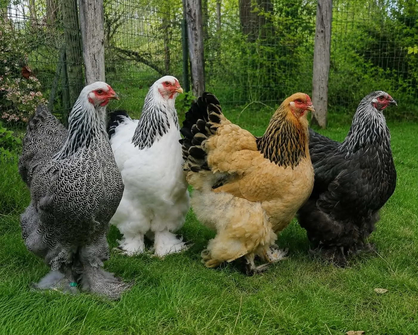 Home Grote Brahma hennen zilverpatrijs berken buff en columbia