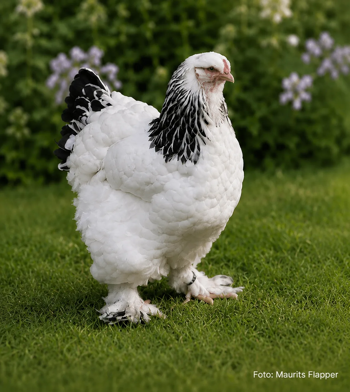 Home Grote Brahma wit zwartcolumbia hen